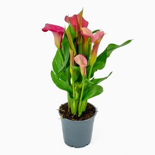 Zantedeschia (Cor Variável) 