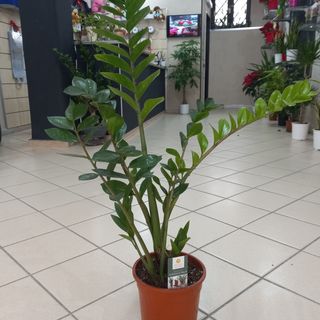 zamioculcas ( pianta di Padre Pio)