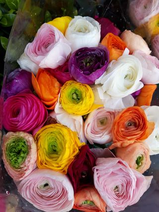 10 Ranocoli mixto cloni 