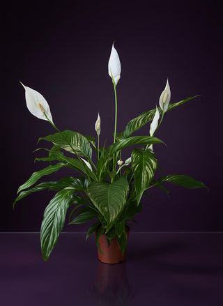 Спатифилум