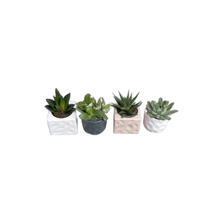 Pack 2 Suculentas con maceta cerámica Italiana