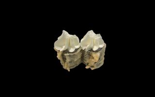 H12. Hosomaki Philadelphia - 6 pezzi