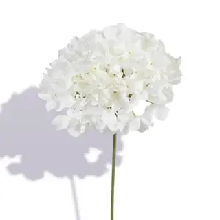 Ortensia singola bianca