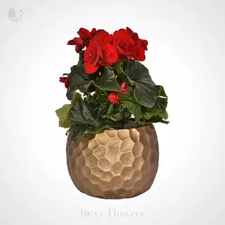 Begonie În Ghiveci