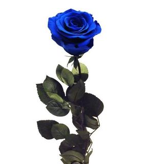 Rosa Azul Preservada Eterna