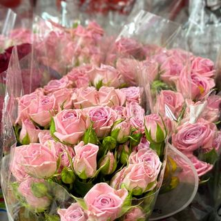 Троянда кущова AMIR