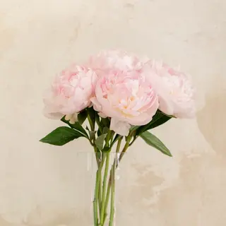 Ramo de 5 Peonias rosas