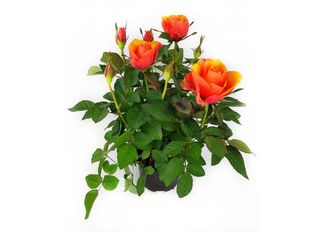 Роза, оранжева