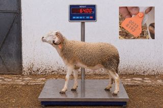 00338193 - 63 Kg