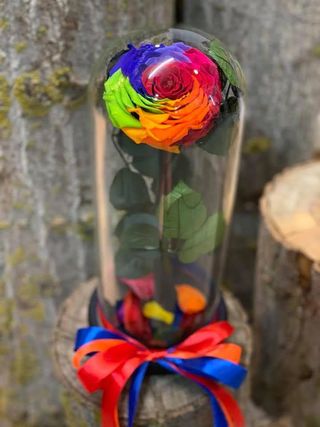 Crio Big Rainbow rose 1