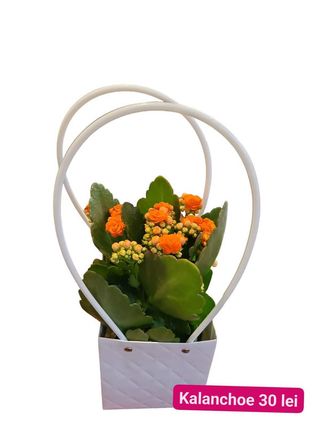 Kalanchoe