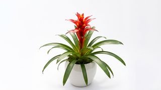 Pianta Guzmania Scarlet Star