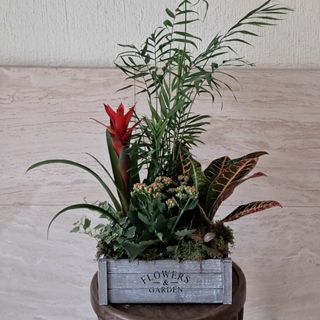 Centro De Plantas En Caja De Madera, tamaño mediano