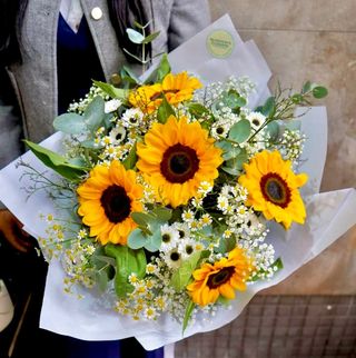 Girasoles De Primavera