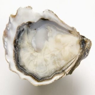 Ostra Louis Argent N.2 mediana (1 ud.)