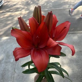 ბორდოსფერი ლილია 1 ტოტი 