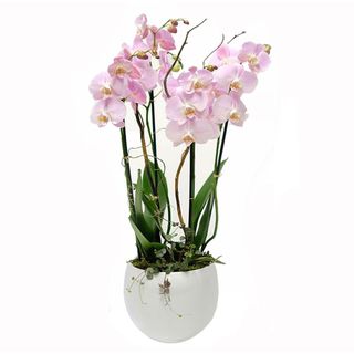 Orchidee rosa