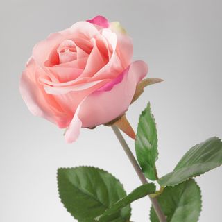 Rosa rosa confezionata