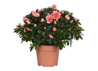 Азалия, Розова, голяма