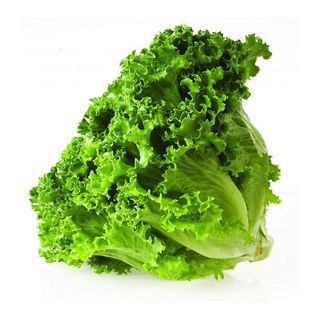 Lechuga Batavia BÍO