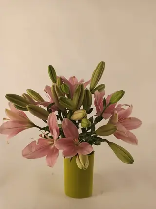 Pink lily