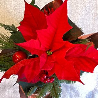 Gwiazda betlejemska biała mała