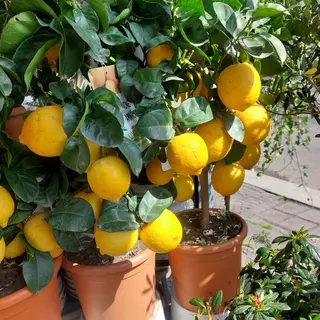 Piante di limone