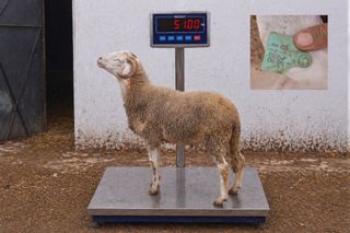 01281788 - 51 Kg