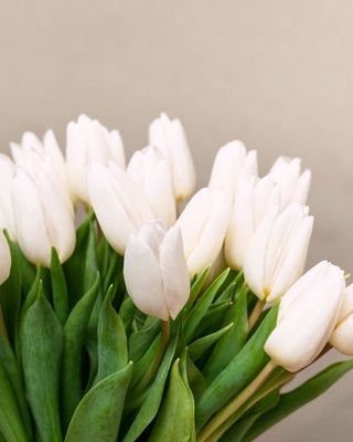 Pomo de tulipanes blancos