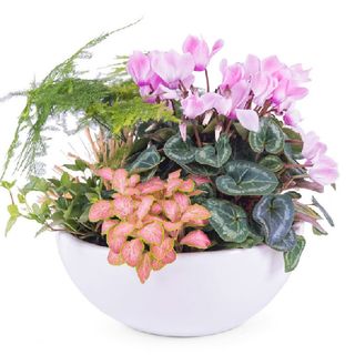 Cesta Plantas Variadas