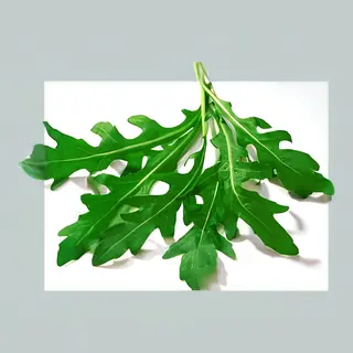 Rukola salata