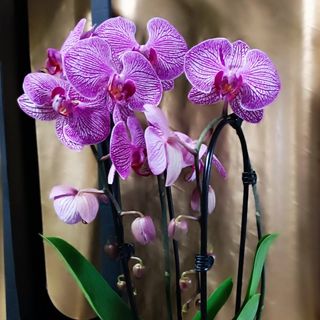 Orhideja kaskada sa dvije grane