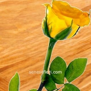 Rosa gialla singola