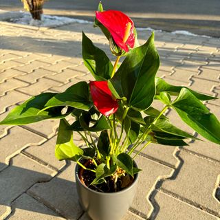 Голям Антуриум - червен