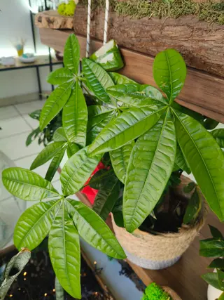 Pachira pianta delle monete