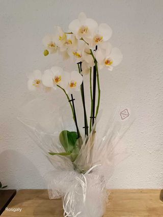 Orquidea Blanca grande