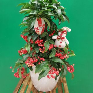 ARDISIA CRENATA