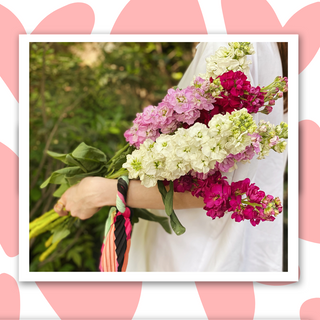 ფერადი შოპაი 5 ცალი 