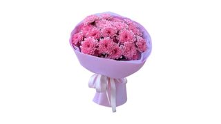 Pink chrysanthemum