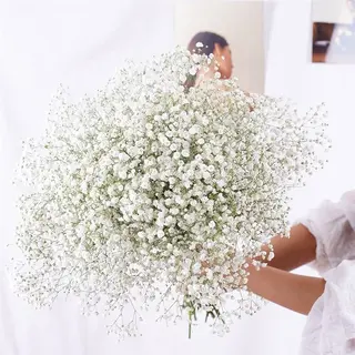 თეთრი გიფსოფილა (10ტოტი)