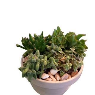 Composizione piante grasse