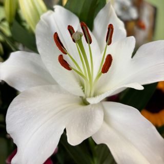 Лилиум бял (1бр)