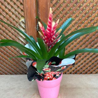 Bromelias con macetero de cerámica 