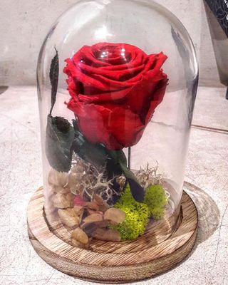 Rosa roja preservada en campana de cristal (1 ud.)