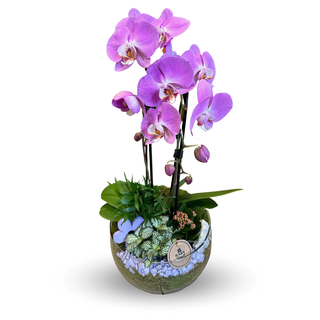 Kompozycja z orchideą w szkle
