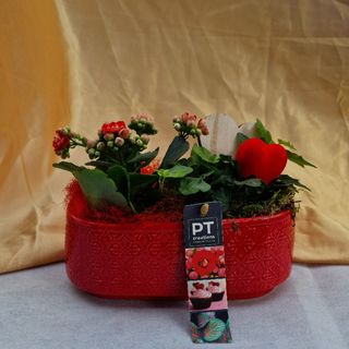 Vaso con piantine grasse 