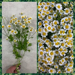 Ромашка Танацетум