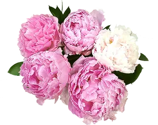Peonia bukiet 5 szt