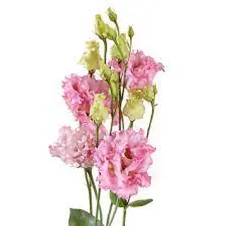 Lisianthus roz