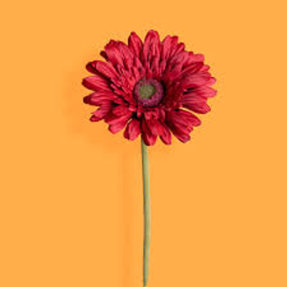 Fiore singolo gerbera